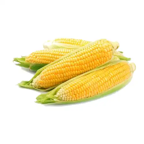 Corn Peptide Powder.jpg